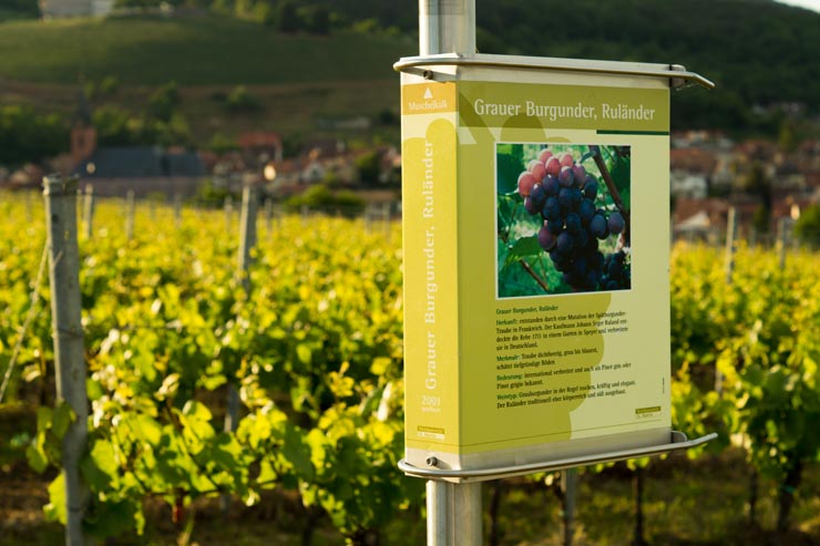WeinWeg1